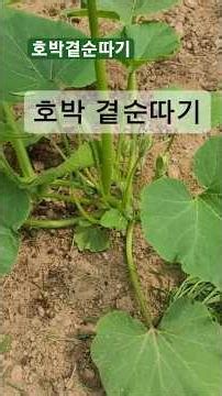 호박곁순따기|호박줄기 키우는법 #호박 #호박농사#호박곁순치기 #영상일기 #텃밭농사
