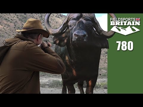 Fieldsports Britain – How to stop a charging buffalo