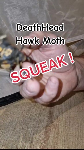 Cutest Deathhead Hawk Moth Squeaking Compilation