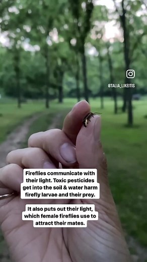 #Fireflies ! Aka #lightningbugs #bioluminescence #light #healthyland #noroundup #homestead #pesticidefree #intothewoods #naturesnightlight #bugs