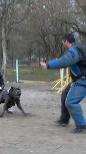 Don't joke with the Cane Corso! Bodyguard dog training with security and protection !!! . . . #dog #dogtraning #pets #reelsfbシ #germanshepherd #dogtraining #cleverdog #cutedogs #fbreelsfypシ゚viralシ | JulainMal