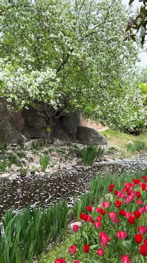 🌸 In Zhengzhou’s spring, flowers give the wind its shape.🍃✨