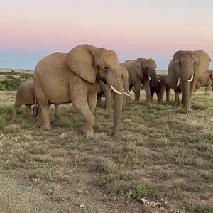 83K views · 4.6K reactions | A beautiful sunset experience with the elephant herd. #africa #safari #africanelephants #elephants #sunset #sunsetsafari #easterncapesafari #southafricasafari  Guest Kerry Mader Schleappe Close | Kariega Game Reserve | Facebook