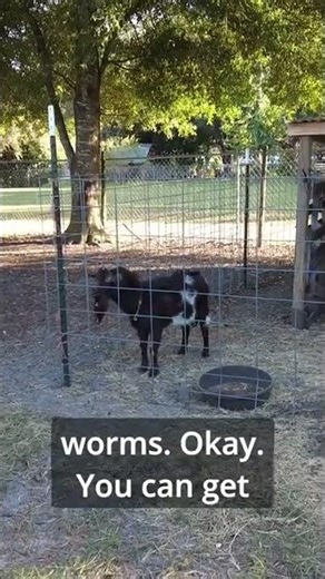 Fall Goat Care: Essential Tips for Health and Hoof Maintenance #shorts