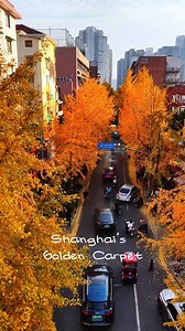 10K views · 127 reactions | This is your sign to wander.  Shanghai’s...