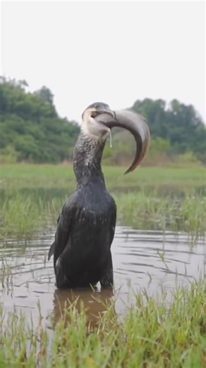 Penguin Swallows a Huge Catfish in One Bite