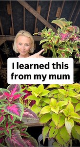 ❗️I learned this from my Mum‼️ To create more coleus plants at home select one of the side shoots and remove it from the mother plant. Reduce foliage on your cuttings. This will prevent from moisture loss and help with root formation. Place your cuttings in some clear water. It’ll only take between 1 to 3 weeks for coleus to root. With its stunning colourful foliage coleus also known as painted nettle brings so much joy. Coleus will thrive in a sunny or partially shaded spot. Coleus is a tender 