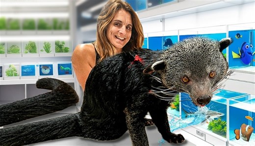 Why taking a binturong into a pet store is not as simple as it looks