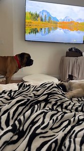 165K views · 3.9K reactions | My GIANT dog meets our new Puppy!! | Bowser The Giant Mastiff | Facebook