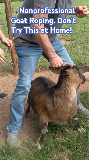 🐐Nonprofessional Goat Roping. Don’t try this at home! All rehomed safely. None hurt thankfully