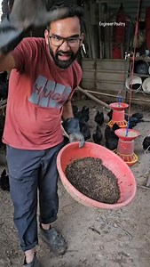 7.6K views · 2K reactions | Feeding black soldier larvae to kadaknath #kadaknath #engineer_poultry #bsf #blacksoldierfly #feed | engineer poultry | Facebook