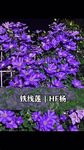 铁线莲开了！蓝紫色花花代表什么？神秘，梦幻，浪漫，冷艳，高贵