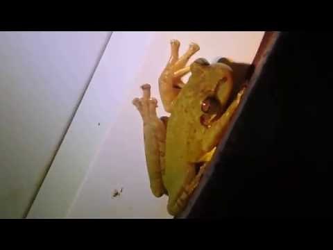 Rana Arbórea Cubana (Osteopilus Septentrionalis) *Información en la Descripción del Video*