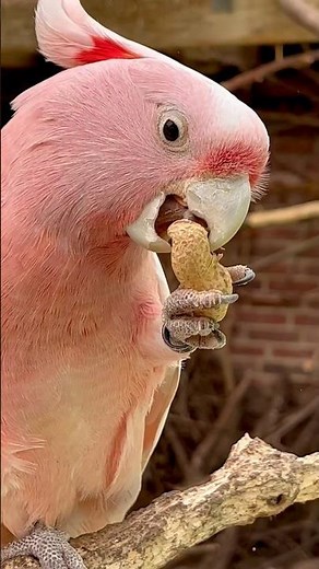 The Pink Cockatoo: A Rare Gem of Nature