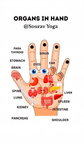 All Organs Acupressure Points on Palm ✅️ Massage Each Points 5 Minutes Daily Sourav Yoga #Acupuncture #HolisticHealing #AlternativeMedicine #Wellness #HealthandWellness #NaturalHealing #PainRelief #StressRelief #Balance #EnergyFlow #mindbodyspirit #SelfCare #Healthylifestyle #HealingJourney #ComplementaryMedicine #Acupuncturist #Needle #therapy #fblifestyle #fbreels #reels #explorepage | Sourav Yoga