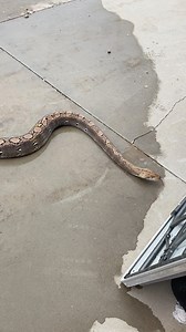 37K views · 378 reactions | So you want a big Retic, do ya?! ⁣ ⁣ 若路‍♂️⁣ ⁣ This is your future!  | Wildfire Retics | Facebook