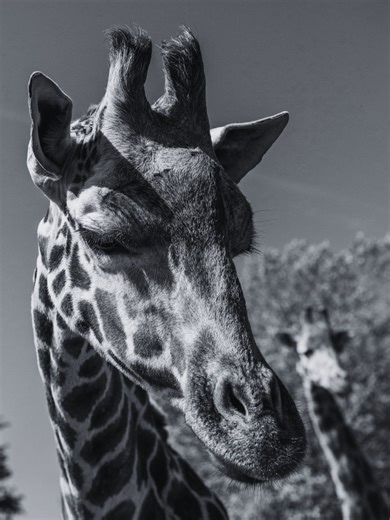 We’re deeply saddened to share the passing of Bwindi, one of our beautiful giraffes, who has died at the age of 15 following a short illness. 🦒 Bwindi was a much-loved member of the herd and well known to her keepers for her sweet, cheeky (and sometimes greedy!) nature. Within the group, she played an important role as a companion to the other giraffes and was a trusted presence during calving - often acting as a gentle and patient “auntie” to the calves. She was deeply valued by her keepers, w