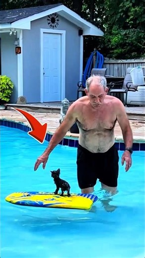 Ce chaton refuse d’être rejeté