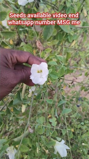 white multi petal aparajita flowers seeds available video end whatsapp number MSG me