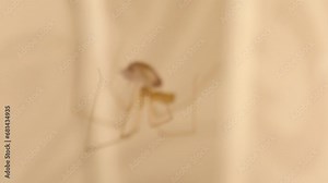 Cellar spider eating its prey (pill bug). Spider moving isolated in a deserted place. Closeup spider on its web. Wildlife insects, insect. Bugs, bug. Wild nature, predator and prey. Animals, animal