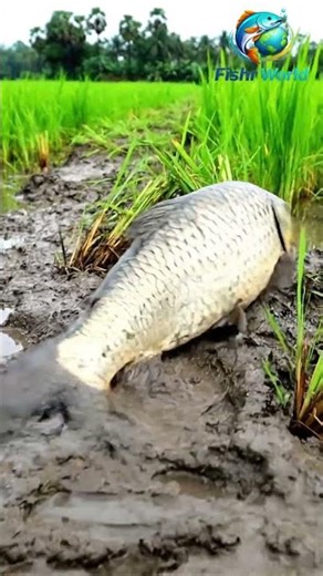 Huge Fish in Mud | Big Fish Struggling in Muddy Water 🐟 | Fishr World #shorts