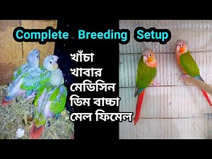 Conure Birds Breeding Setup