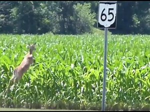 Two Deer jumping & running through Corn Field ( PTXVI )