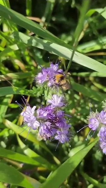 A little patience pays off! This is the moment trainee Heather found her first Great Yellow bumblebee after weeks of searching in Caithness. Heather, who works for Highland Titles, had been conducting a road verge survey with the Trust when she made this bee-rilliant discovery! What bumblebees did you see over the weekend? 📷🎥👇🏾 | Bumblebee Conservation Trust