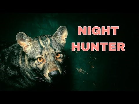 Hidden Beasts: Rare Night Hunters You’ve Never Seen🦇 | Dark Wildlife Documentary
