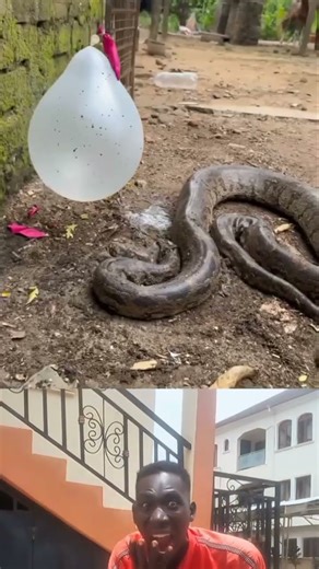 Amazing python snake strike fast.