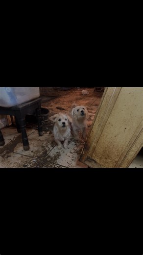 🎥 Operation Breathless video 🎥 On September 22, Animal Rescue Corps deployed on the emergency rescue of 57 dogs and puppies in a backyard breeding/hoarding situation. This is their story. Donors and volunteers save lives. 🐾💙🐾 #adoptdontshop | Animal Rescue Corps