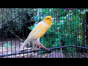 Powerful Canary Voice!! Spanish Timbrado Training Song for Beginners