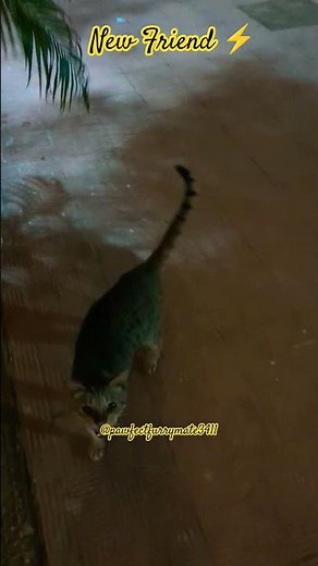 The Cat and Bruno, friendship diaries #friends #pets #dogshorts #shorts