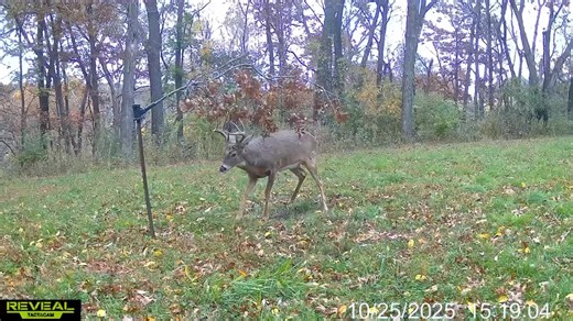 50K views · 272 reactions | No tree? No problem. That’s what the Scrape Stick is for. #ScrapeFix #WatchItWork | ScrapeFix | Facebook