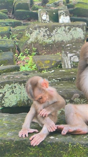 Luna’s neglect causes baby Lynx’s right hand injury | Little BB Monkey