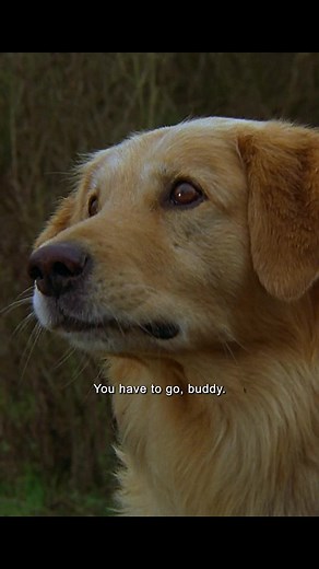 Air Bud - Classic Dog Movie Featuring Buddy