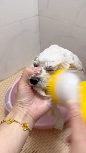 25K views · 16K reactions | Bath time 殺 | Dogs Pets Puppies | Facebook