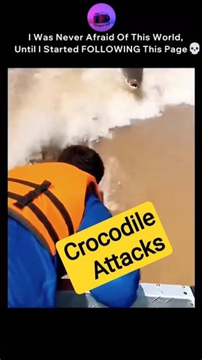 Crocodile Attacks 😲 #shortsfeed #alligatorattack #crocodile