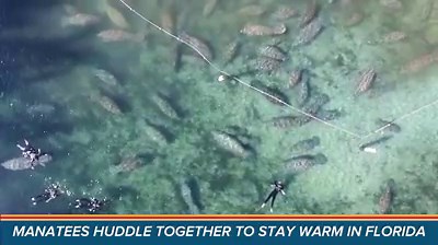 AWWW | Just some cuddling manatees in Crystal River at Three Sisters Springs to brighten your day! They gather close together to try to stay warm when the water gets cold! LIKE Taste and See Tampa Bay for more! | Tampa Bay 28 - WFTS