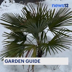 10K views · 19 reactions | 華 GARDEN GUIDE 華 Nothing brings the image of a tropical vacation quite like palm trees. Visit the link for all the details on how to keep these tropical trees all year long. https://tinyurl.com/2p8dj9c2 Save The Duck | News 12 New Jersey | Facebook