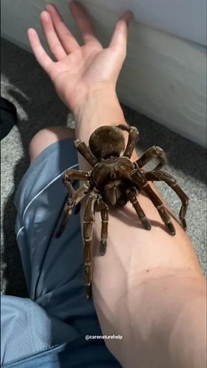 goliath birdeater | bird eating tarantula | goliath bird eating tarantula #tarantula #shorts