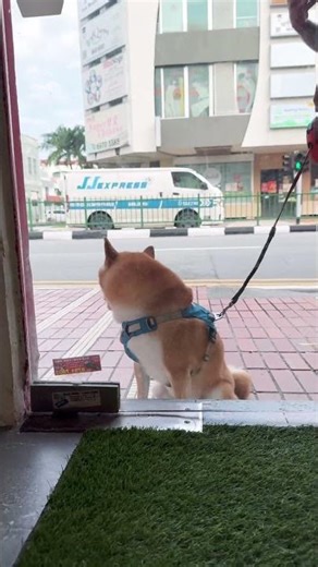 DOG TIME OUT #singapore