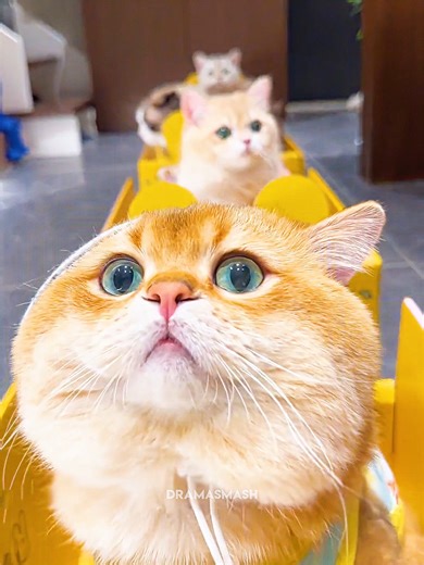 This guy built a whole train system for his cats
