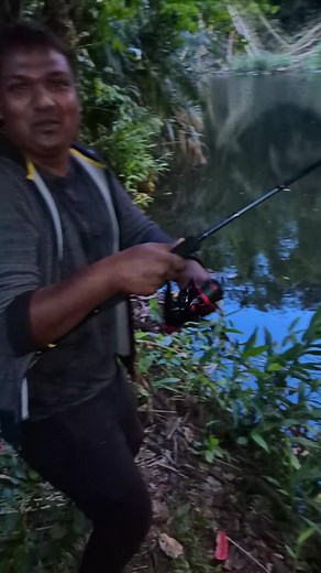 Monster Catch: Giant Gourami Fish in Mauritius