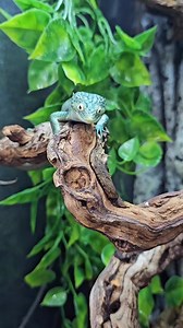 58K views · 52 reactions | I can't get over how inquisitive our arboreal alligator lizards are 殺 they will happily feed from my hand and are always at the front of their enclosure and super active 年 | Lincoln reptile and pet centre ltd | Facebook