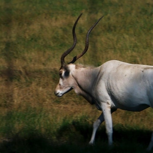 23K views · 161 reactions | #DYK that addax have reflective coats? Their pale coats act as a natural sun repellant by reflecting the harsh rays. This helps addax stay cool in the extreme heat of their native habitat the Sahara Desert ☀️ | Blank Park Zoo | Facebook