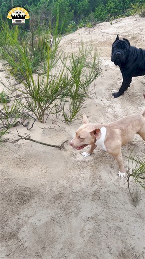 Matilda goes to the beach, look at her go! Hope everyone has a beautiful weekend ❤️ | The Asher House