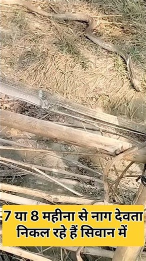 बिहार के सिवान जिला में पिछले 7 या 8 महीना से नाग देवता निकल रहे हैं |