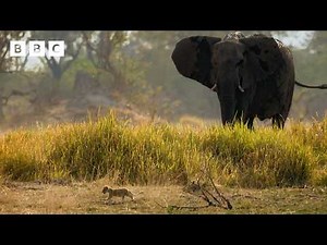 Giant elephants vs tiny lion cubs 🐘😰🦁 | Big Cats 24/7 Series 2 - BBC