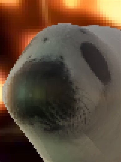 ultimate seal #seals #animation #lowpoly #blender #fyp